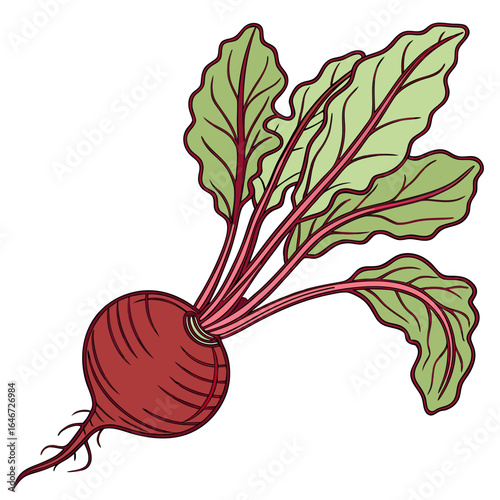 A vibrant illustration of a single fresh beetroot with green leaves, depicting a healthy organic root vegetable.