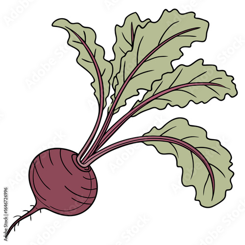 Fresh garden beetroot with lush green leaves illustration. Concept of healthy eating, vegetarian diet, and organic farm produce.