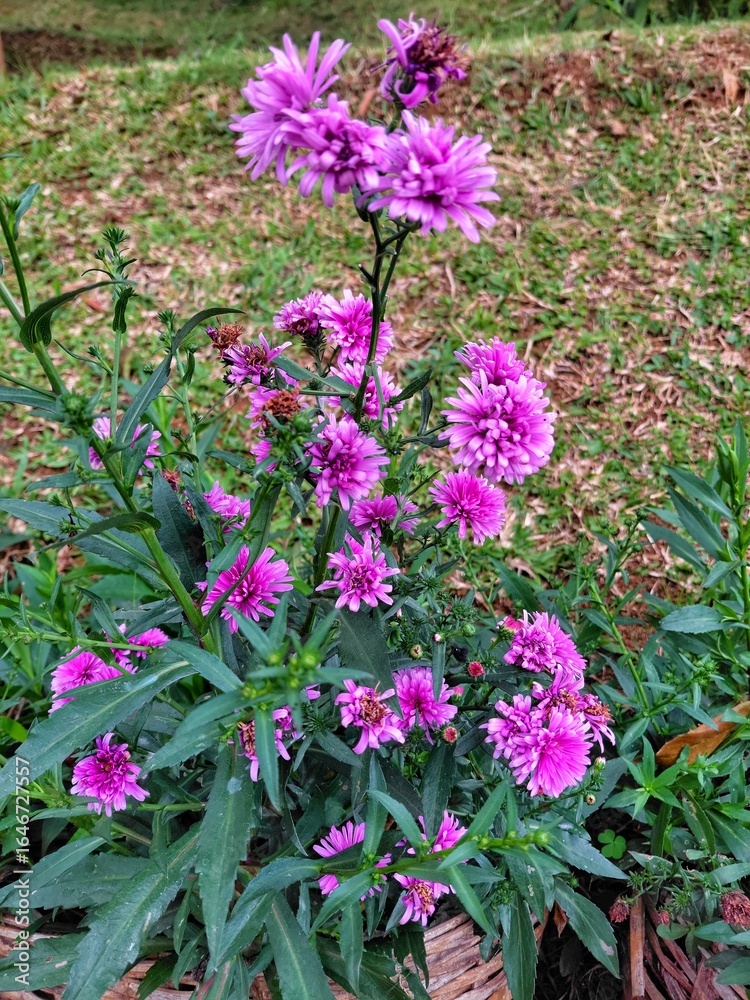 Obraz premium Bright purple Aster flowers blooming vibrantly in a rustic garden pot with lush green background. Perfect for floral themes, natural decor, and ornamental gardening visuals.