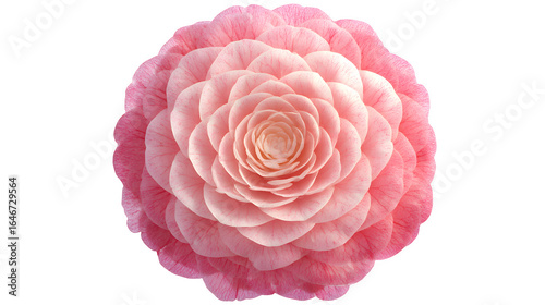 Fotografía Pink Camellia Bloom, isolated on transparent background