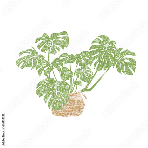 Monstera Plant in Woven Basket – Tropical Houseplant Illustration