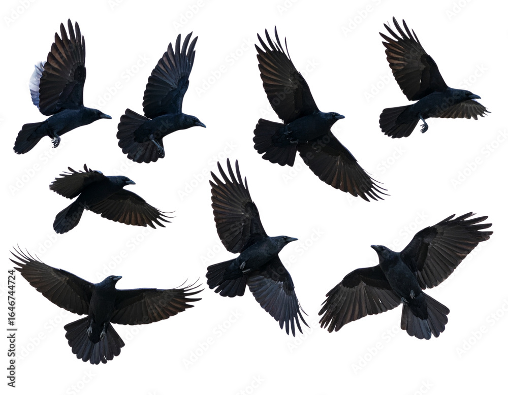 Obraz premium Group of Crows in Mid-Flight, isolated on a transparent background