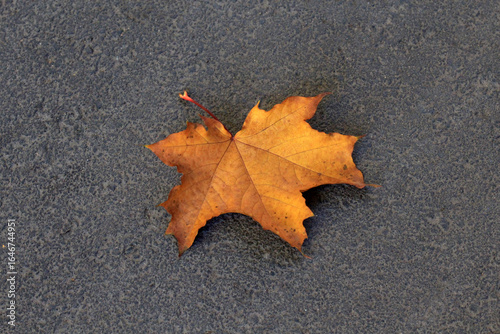 A bright orange maple leaf lies on the asphalt