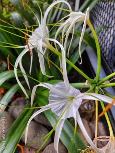 Close-up of blooming white spider lily flowers with long, curved petals. A tropical ornamental plant known for its exotic and elegant floral structure.
