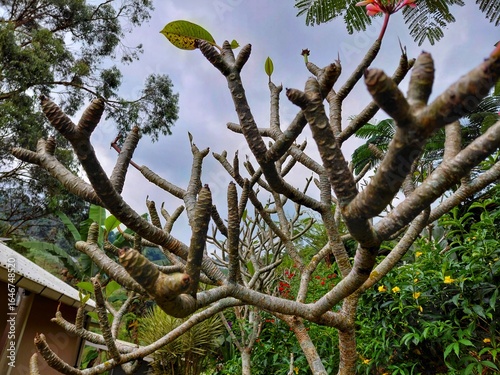 Dramatic close-up of plumeria tree branches without leaves, captured from a low angle against cloudy sky. A unique tropical plant with bold textures and structure.