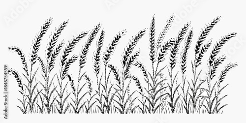 Vector illustration of a field of wheat with detailed stalks and grains in a monochrome black and white style