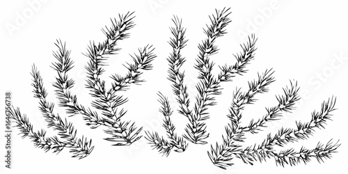 Vector illustration of several pine branches with needles in a sketch style on a white background design element