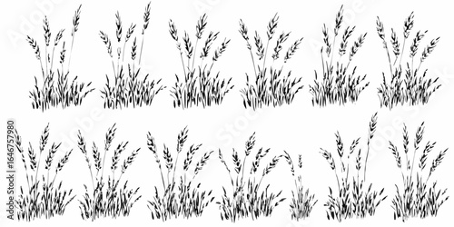 Vector illustration of multiple grass tufts with detailed blades in a row on a white background vector image