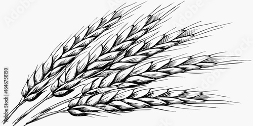 Vector illustration of several stalks of wheat with detailed kernels and sharp awns in black and white style