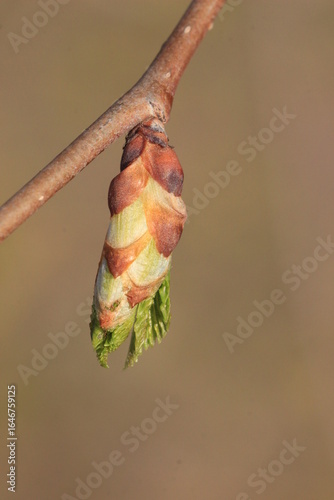 Spring. Close-up of a blooming elm bud