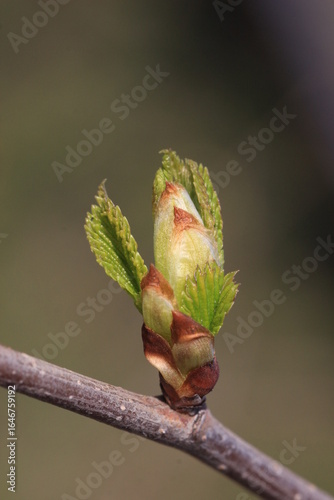 Spring. Close-up of a blooming elm bud