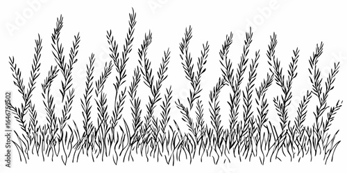 Vector illustration of a field of tall grass with thin blades in a black and white sketch style drawing art
