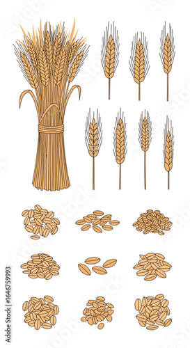 Collection of wheat grains stalks and kernels in various stages of growth and harvest