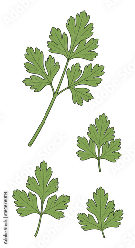 An illustration of parsley leaves and stems showcasing their distinctive foliage structure and culinary uses in various dishes