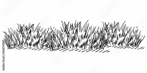Vector illustration of a patch of tall grass with detailed blades and ground shading in black and white style