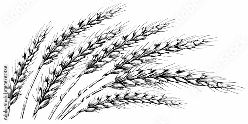 Vector detailed monochrome sketch of several wheat stalks with seeds on a white background in a vintage style