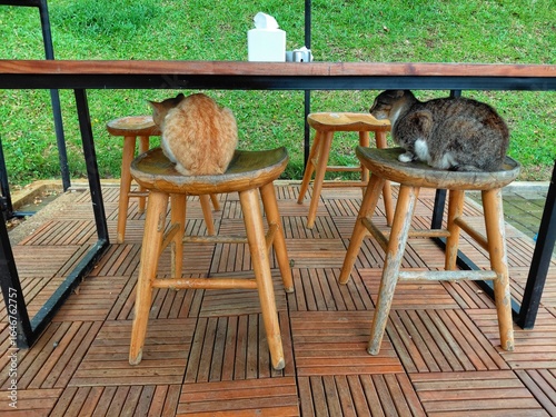 Two cats sitting on wooden stools under an outdoor cafe table, cozy atmosphere with green grass background.