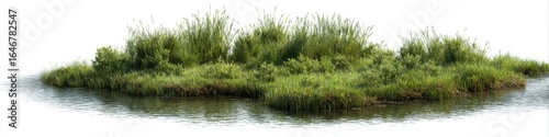 Lush Green Aquatic Plants Island on Calm Water