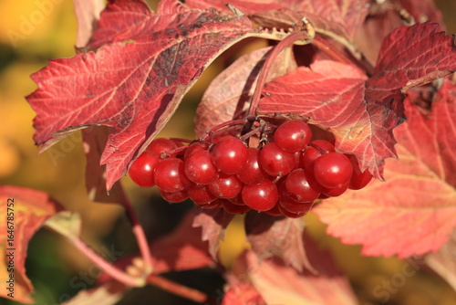 Appetizing red viburnum berries on a branch