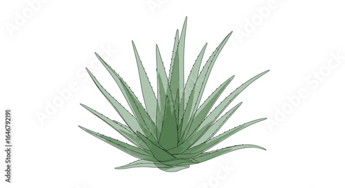 Amazing natural aloe vera plant for beautiful healthy skin and hair care