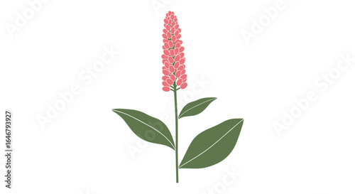 Pink flower spikes with green leaves on a white background botanical illustration
