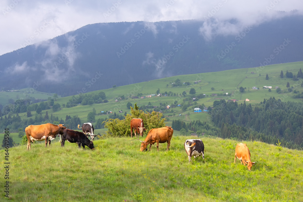 Fototapeta premium Cows grazing in a mountain meadow, Carpathians