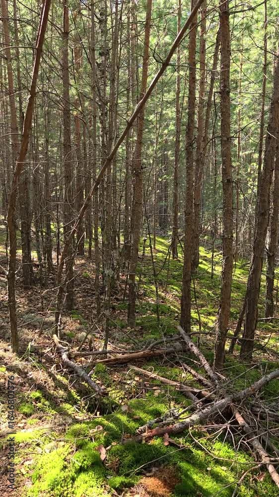 Vertical video of Walk through a mossy pine forest in summer season. Vertical video of Walk through a mossy pine forest in summer season.
