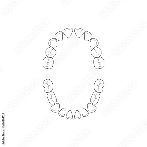 Dental arches of primary baby teeth diagram, human milk teeth anatomy