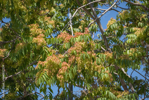 leaves of the Tree of heaven. Ailanthus altissima. flowers and seeds.