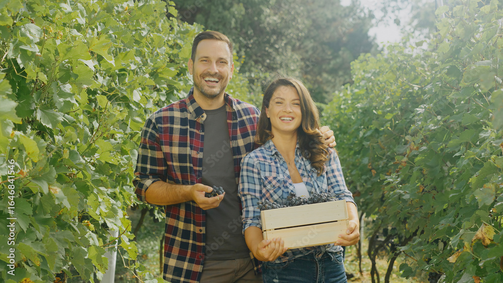 Fototapeta premium Winegrowers harvesting grapes in vineyard during sunny day
