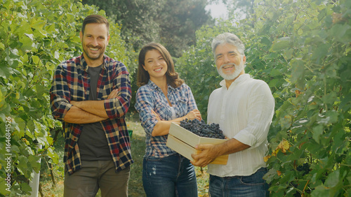 Konstfotografi Winemakers holding harvested grapes in vineyard during wine grape harvest season