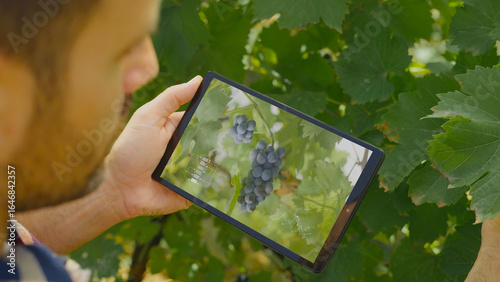 Fotografie Winemaker using digital tablet to control grapes quality in vineyard