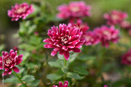 colorful blooming chrysanthemums in the garden and flower pot