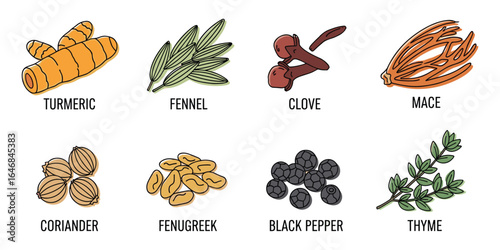 Botanical Illustration Set of Spices: Turmeric, Fennel, Clove, Mace, Coriander, and Herbs