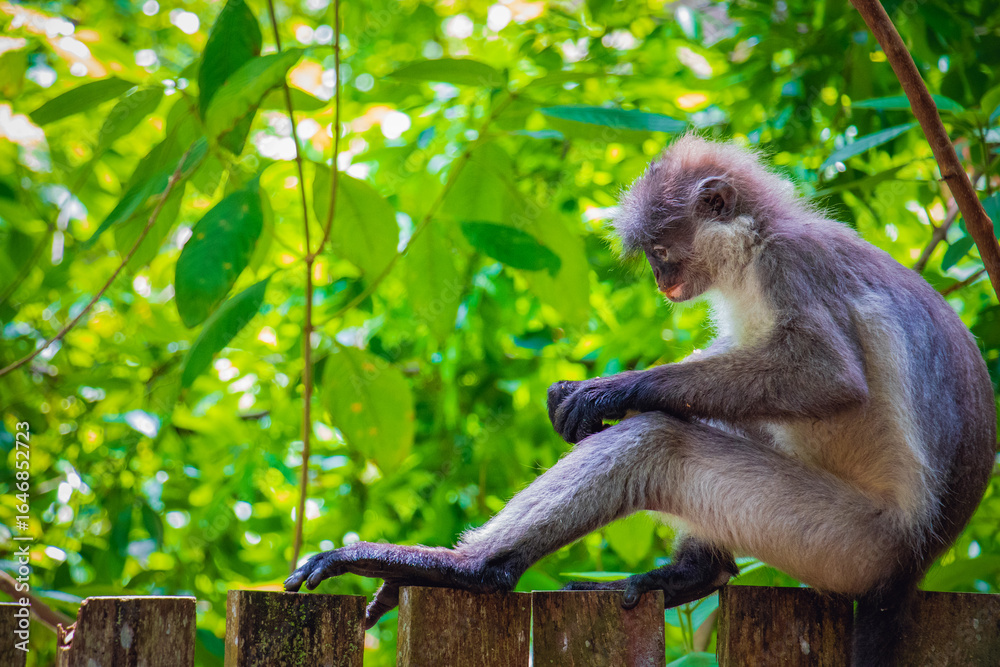 Obraz premium Dusky Leaf Monkey Resting on Wooden Fence in Zoo, Malaysia