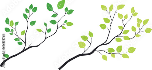 Two branches with green leaves on a white background illustration