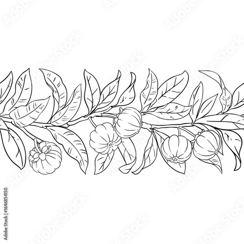Garcinia Branch with Fruits and Leaves Outline Horizontal Seamless Pattern. Organic natural nutritional healthy food ingredient, vegetarian diet product. Vector isolated for design or decoration.