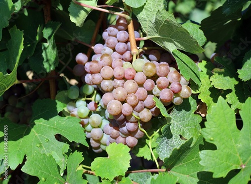 Wallpaper Mural Single Pinot Gris grape with multicolored berries  among the leaves on vine. Torontodigital.ca