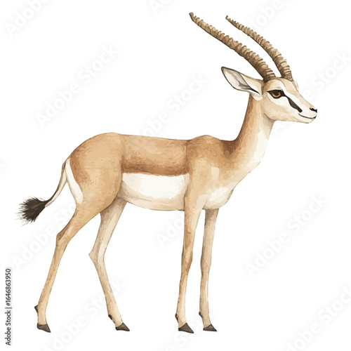 Gazelle, watercolor clipart vector, isolated on a white background.