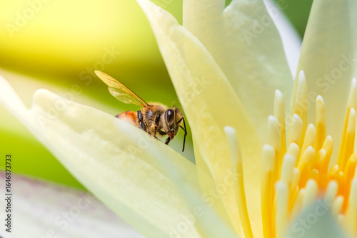 Macro image of bee sucking the nectar and pollen in light yellow water lily