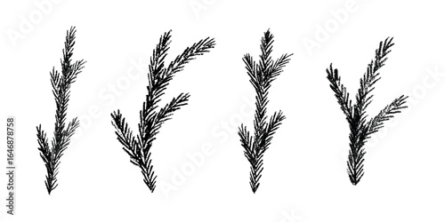 Set of hand drawn spruce branch clipart. Twig of coniferous tree doodle. Christmas and winter design element
