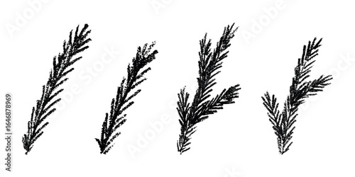 Set of hand drawn spruce branch clipart. Twig of coniferous tree doodle. Christmas and winter design element