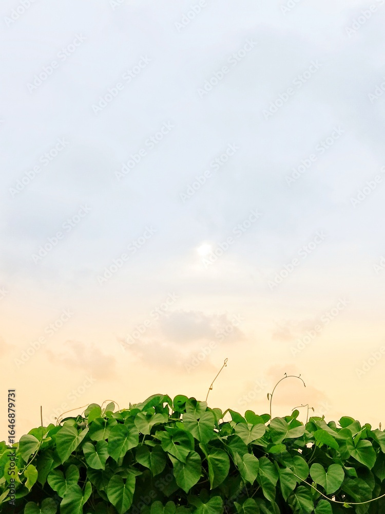 Naklejka premium A beautiful morning with greenary