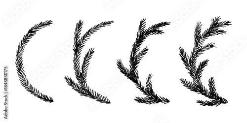 Set of hand drawn spruce branch clipart. Twig of coniferous tree doodle. Christmas and winter design element