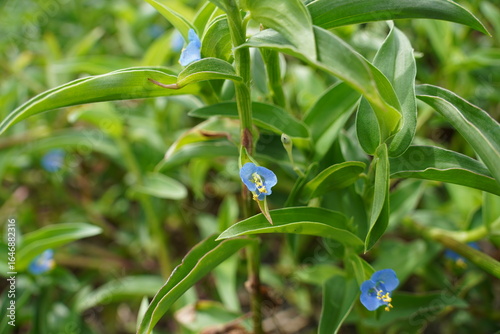 Close-up of an Asiatic dayflower, ツユクサ（露草)