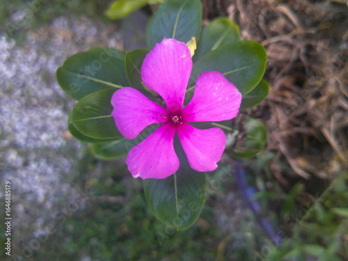 Madagascar periwinkle pink color. Environment theme photo.