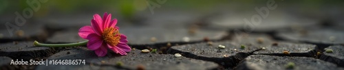 A somber image depicting a single, wilted flower lying on cracked earth, symbolizing the fragility of life and the finality of death after an accident or injury , nature, destruction