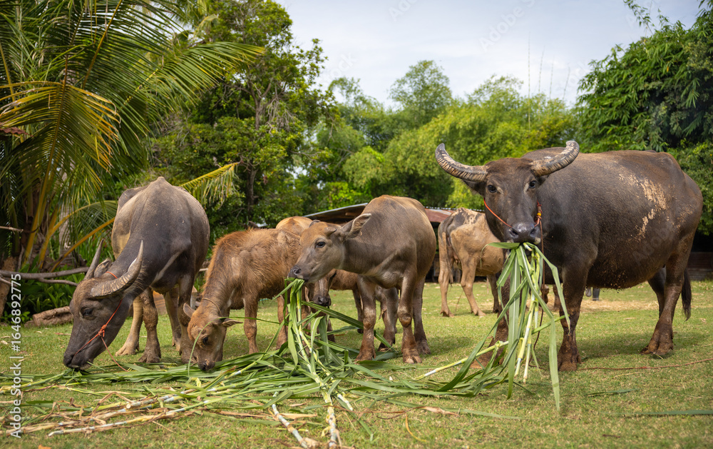 Fototapeta premium Buffaloes grazing on fresh grass in a rural setting during a sunny afternoon in a lush landscape