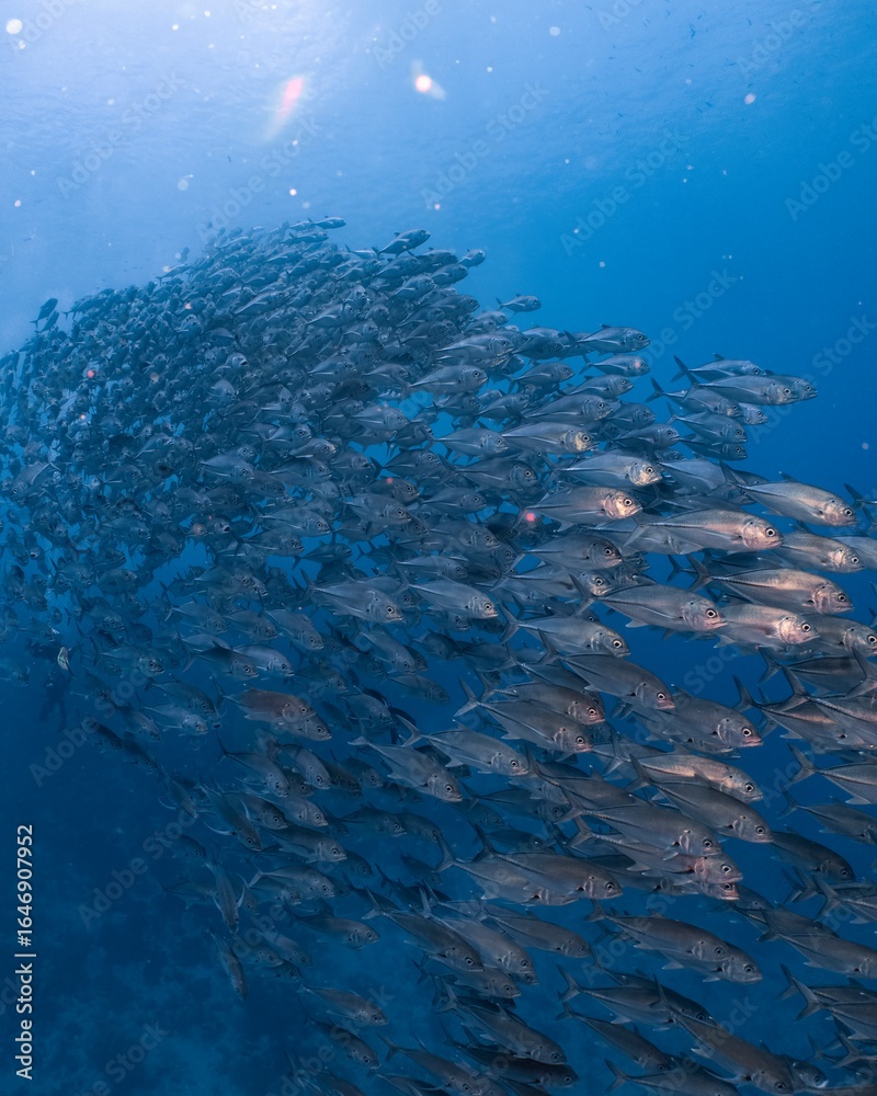 Naklejka premium A massive school of fish swims in a vibrant blue ocean.
