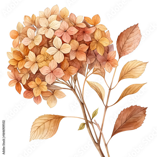 Dried hydrangeas bouquet in muted fall watercolor palette, white background